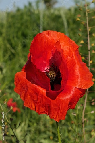 Front view of vivid red flower of Common Poppy plant, latin name Papaver Rhoeas, symbol of Flanders Fields, growing on edge of agricultural field with some Sheperds Purse plants in background