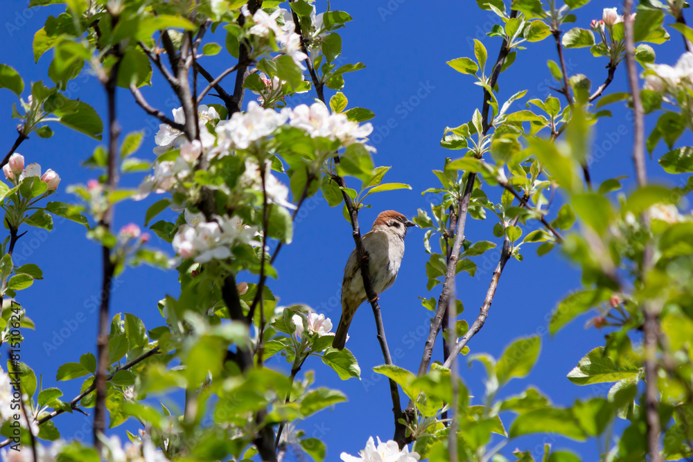 Fototapeta premium A sparrow on an apple tree branch with flowers in spring