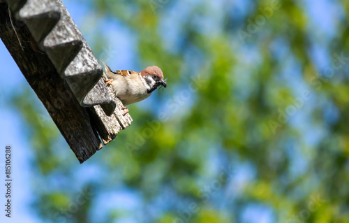 Tree sparrow with a fly in its beak photo