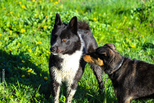 Two black dogs, a larger one and a smaller one, are looking at each other intently. Familiarity for further play. Category of domestic animals. photo