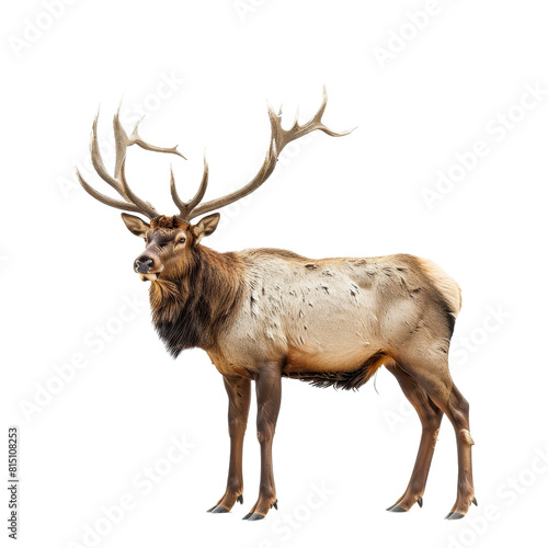 An elk stands prominently on a Png background, showcasing its majestic presence, a Beaver Isolated on a whitePNG Background