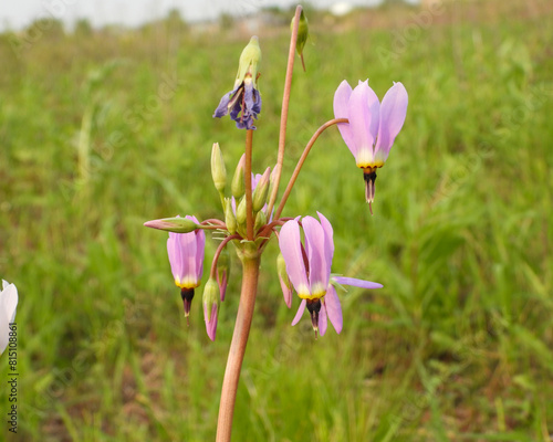 Dodecatheon meadia - Prairie Shooting Star - Native North American Wildflower photo