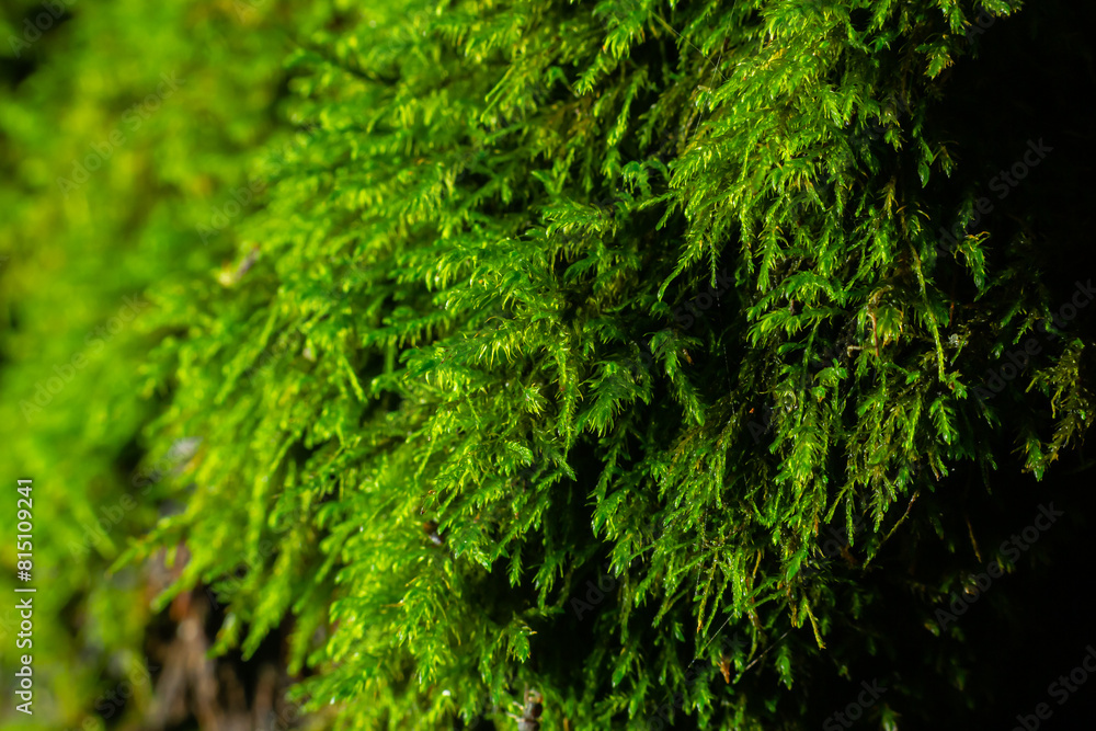 green moss background texture beautiful in nature green moss background texture beautiful in nature