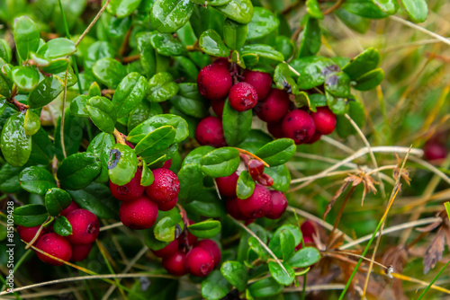 Vaccinium vitis-idaea lingonberry, partridgeberry, or cowberry is a short evergreen shrub in the heath family that bears edible fruit