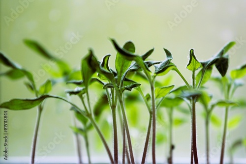 Wallpaper Mural tomato plant seedlings close-up on blurred daylight background Torontodigital.ca