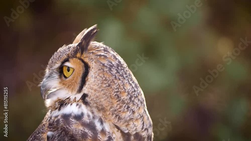 Beautiful Great Horned Owl in in the forest