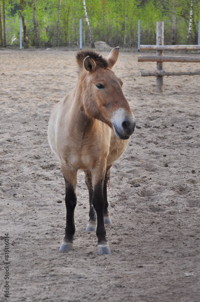 Animals - traditionally (since Aristotle) distinguished category of organisms, currently considered as a biological kingdom. Animals are the main object of study of zoology