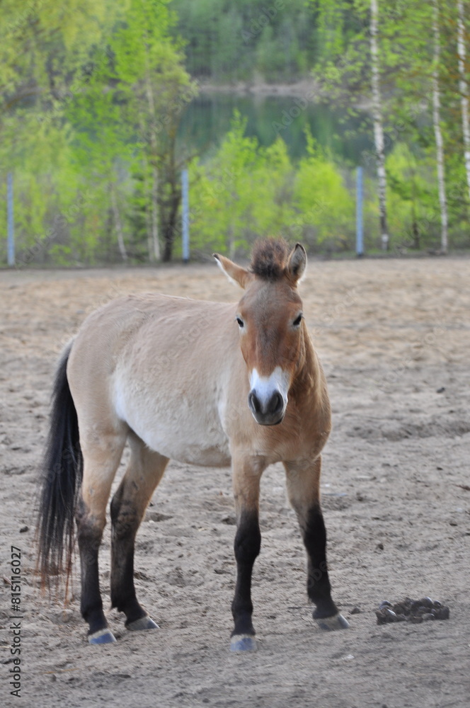 Obraz premium Animals - traditionally (since Aristotle) distinguished category of organisms, currently considered as a biological kingdom. Animals are the main object of study of zoology