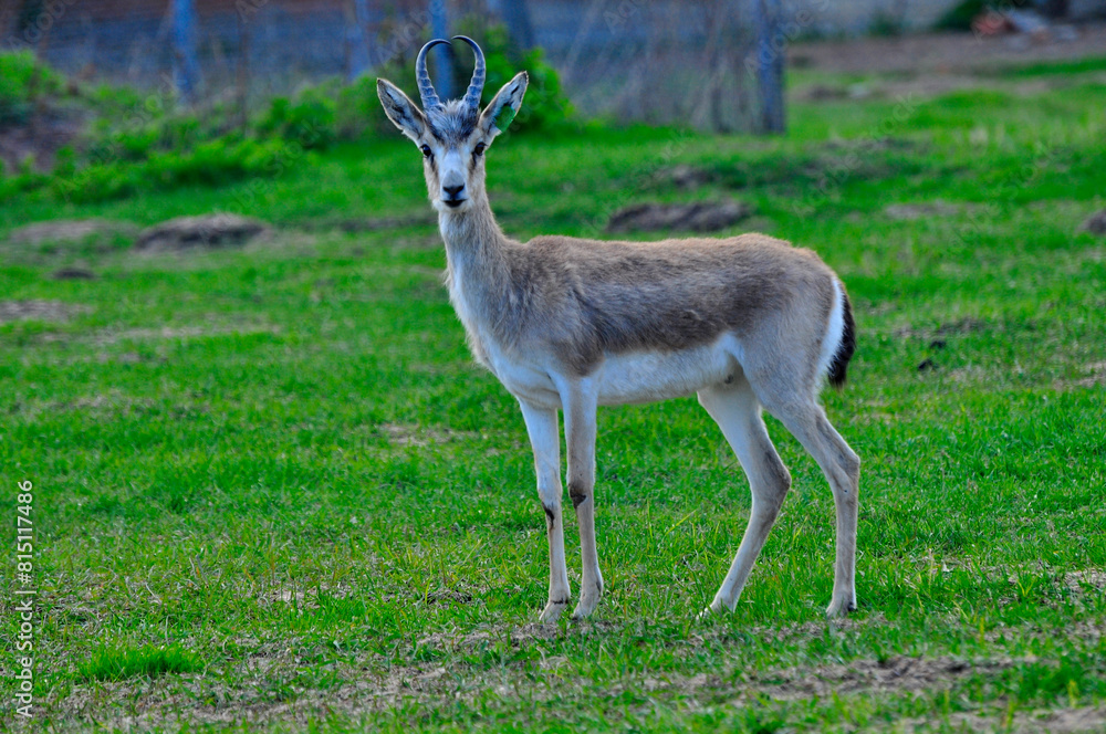 Animals - traditionally (since Aristotle) distinguished category of organisms, currently considered as a biological kingdom. Animals are the main object of study of zoology. Animals - traditionally (since Aristotle) distinguished category of organisms, currently considered as a biological kingdom. Animals are the main object of study of zoology.