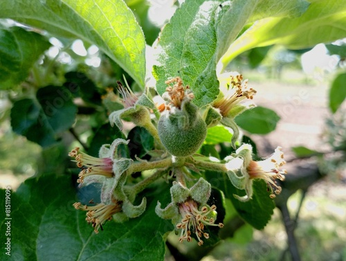 Several small apples have just been plucked from the blossoms. The topic of gardening and fruit cultivation. Background of several small unripe apples on a tree branch. photo