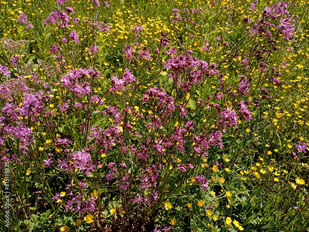 Lychnis flos-cuculi. Coronary cuckoo in the field among grass and yellow small flowers. Yellow and purple wildflowers. Lychnis flos-cuculi. Coronary cuckoo in the field among grass and yellow small flowers. Yellow and purple wildflowers.