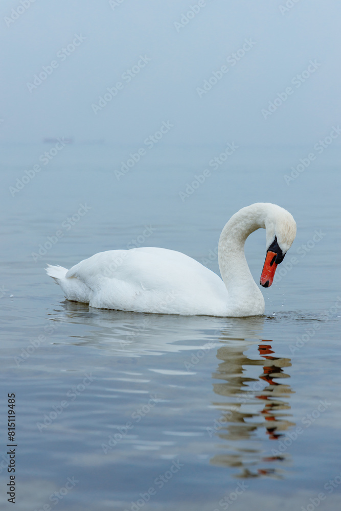 Obraz premium Swan on the Baltic Sea. Sopot, Poland.