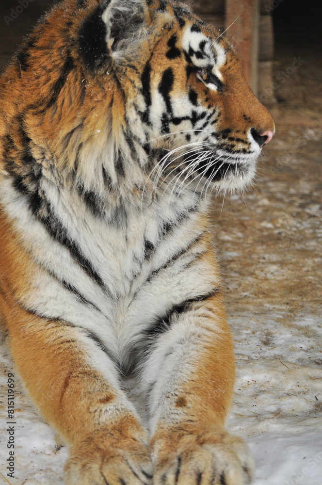 Obraz premium Animals - traditionally (since Aristotle) distinguished category of organisms, currently considered as a biological kingdom. Animals are the main object of study of zoology.