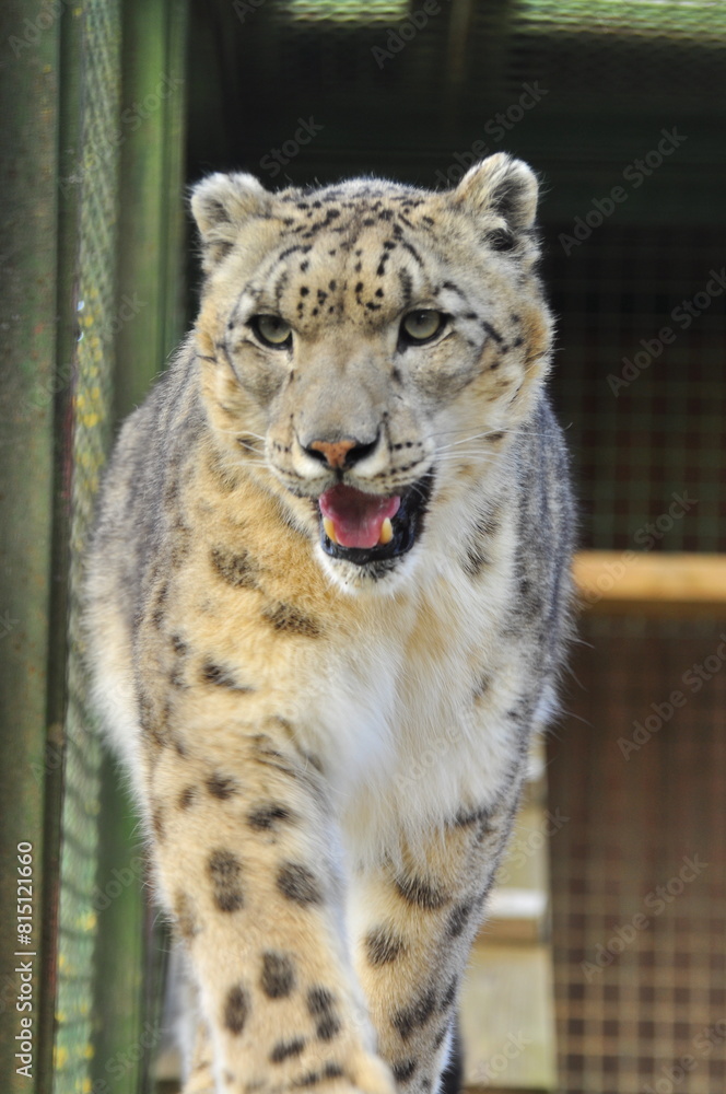 Obraz premium Animals - traditionally (since Aristotle) distinguished category of organisms, currently considered as a biological kingdom. Animals are the main object of study of zoology.