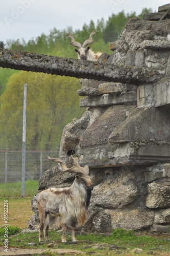 Animals - traditionally (since Aristotle) distinguished category of organisms, currently considered as a biological kingdom. Animals are the main object of study of zoology.