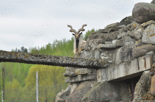 Animals - traditionally (since Aristotle) distinguished category of organisms, currently considered as a biological kingdom. Animals are the main object of study of zoology.