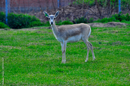 Animals - traditionally (since Aristotle) distinguished category of organisms, currently considered as a biological kingdom. Animals are the main object of study of zoology.