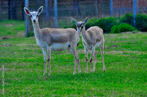 Animals - traditionally (since Aristotle) distinguished category of organisms, currently considered as a biological kingdom. Animals are the main object of study of zoology.