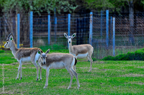 Animals - traditionally (since Aristotle) distinguished category of organisms, currently considered as a biological kingdom. Animals are the main object of study of zoology.