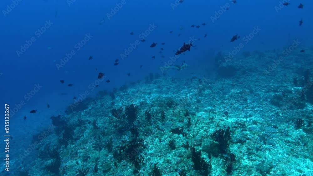 Sharks in deep blue water - Underwater scene Sharks in deep blue water - Underwater scene
