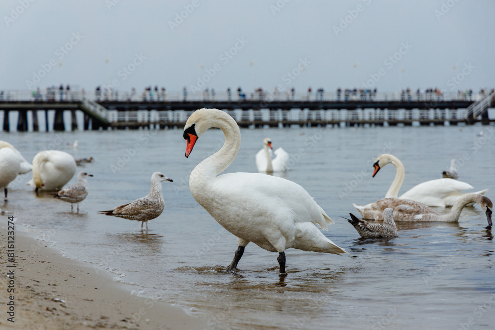 Swans on the Baltic Sea. Sopot, Poland. Swans on the Baltic Sea. Sopot, Poland.