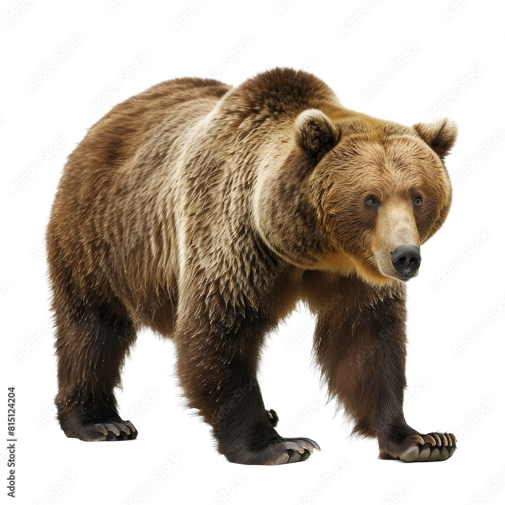 Obraz premium A brown bear is walking on a Png background, a grizzly bear isolated on transparent background