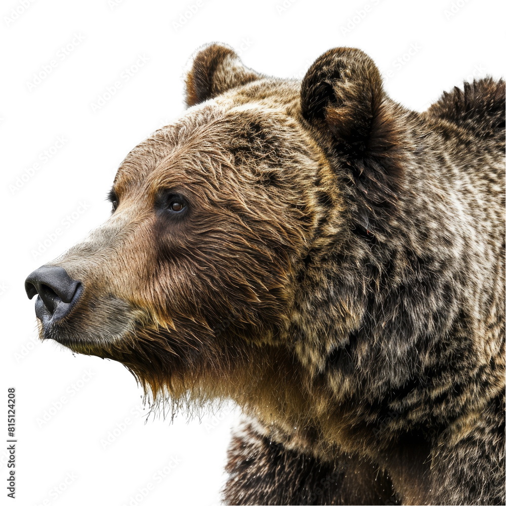A grizzly bear stands in front of a plain white backdrop, a grizzly bear isolated on transparent background