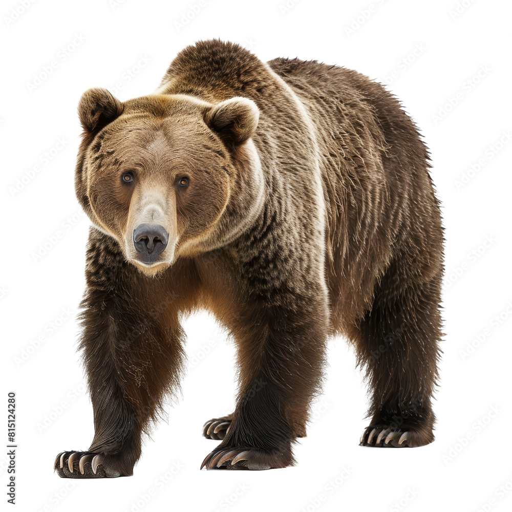 Fototapeta premium A brown bear is standing upright in front of a plain white backdrop, a grizzly bear isolated on transparent background