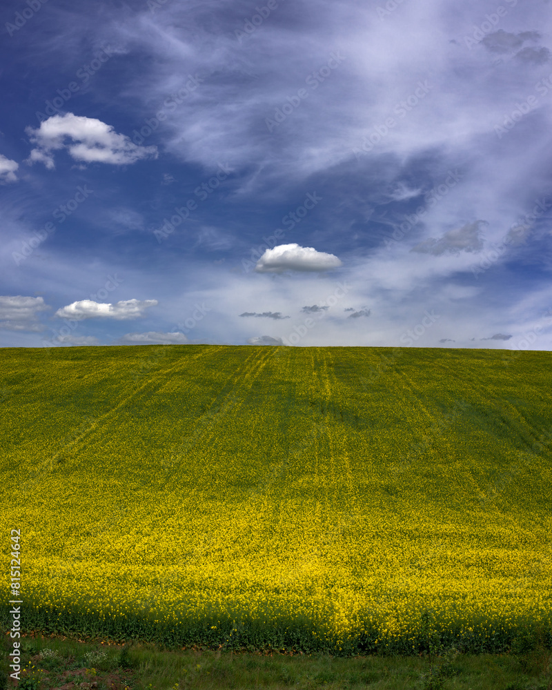 Extensive field of rapeseed. Panorama of spring flowering of technical agriculture. Extensive field of rapeseed. Panorama of spring flowering of technical agriculture.