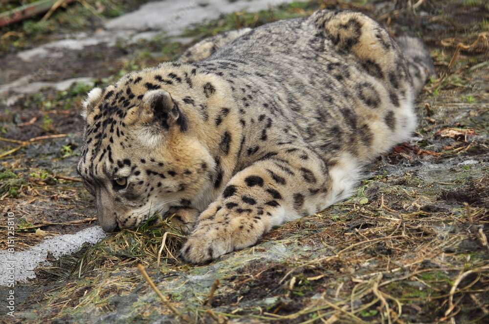 Animals - traditionally (since Aristotle) distinguished category of organisms, currently considered as a biological kingdom. Animals are the main object of study of zoology.