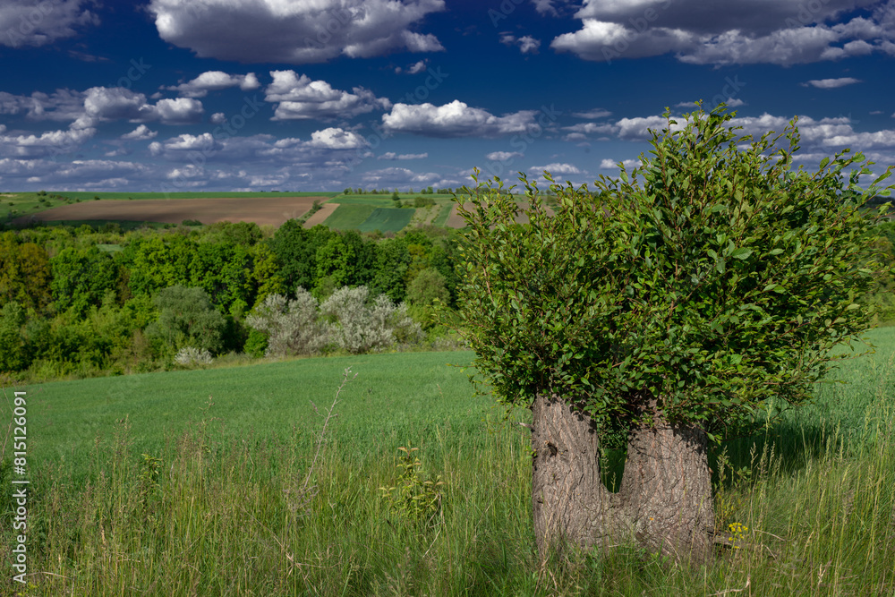 Landscape nature reserve.Recreational area.Forest lands of the central part of Ukraine.Cloudy, clear day. Landscape nature reserve.Recreational area.Forest lands of the central part of Ukraine.Cloudy, clear day.