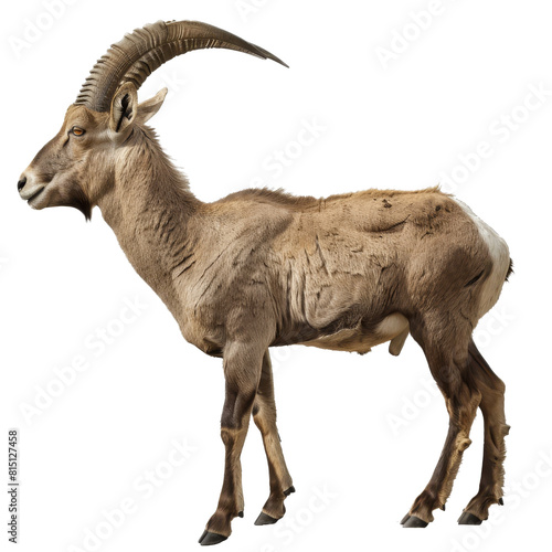 A goat with long horns stands on a plain Png background, a ibex isolated on transparent background