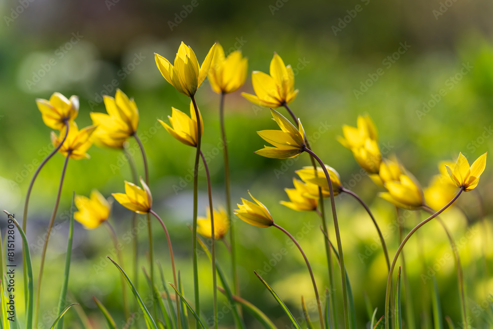 Obraz premium Tulipa sylvestris, the wild tulip, or woodland tulip. Wild tulips in the wind. Old Manor Park. Wallpaper. Selective focus.
