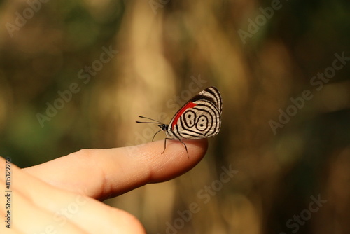 Mariposa 88 (Diaethria anna) en Iguazu photo