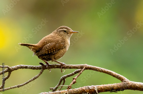 Beautiful wren perched on a branch with natural woodland background