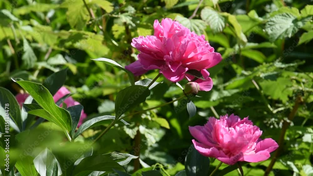 Bright pink blooming peonies in the garden. Close up. Bright pink blooming peonies in the garden. Close up.