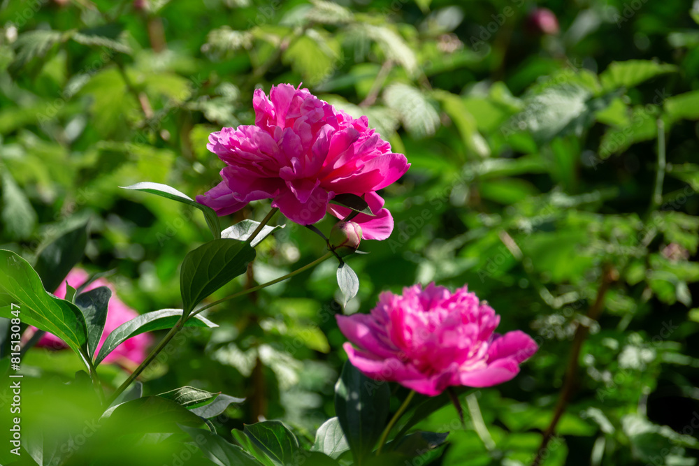 Bright pink blooming peonies in the garden. Close up. Bright pink blooming peonies in the garden. Close up.