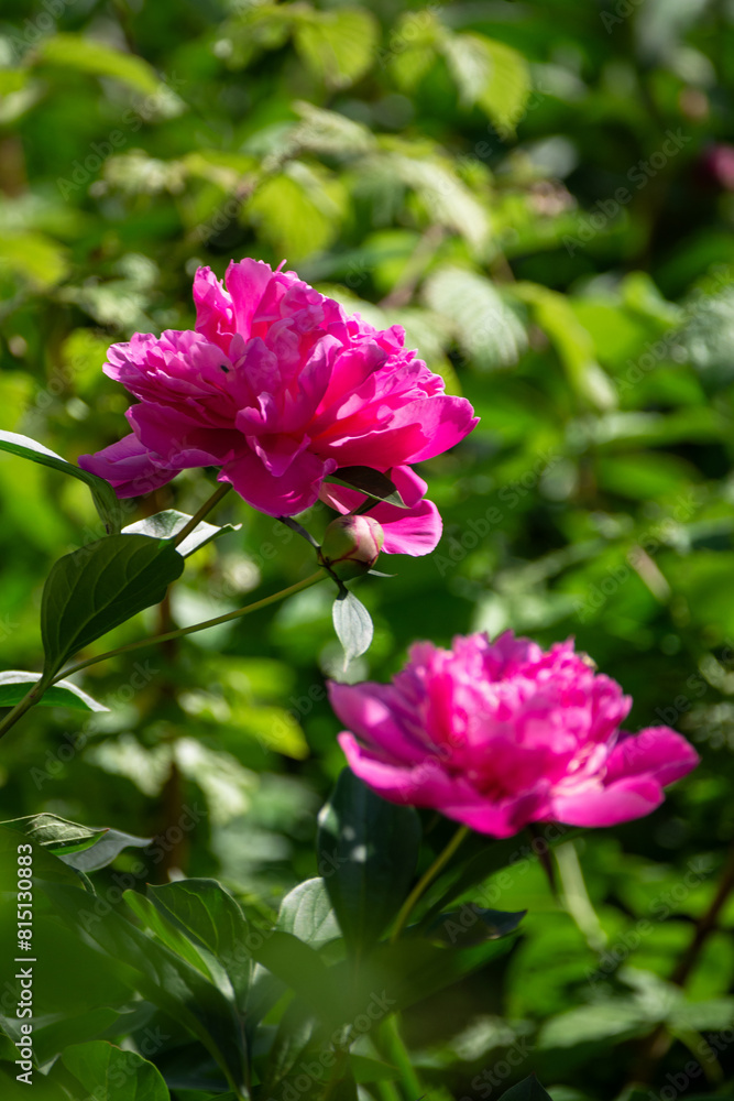 Bright pink blooming peonies in the garden. Close up. Bright pink blooming peonies in the garden. Close up.