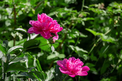 Bright pink blooming peonies in the garden. Close up.