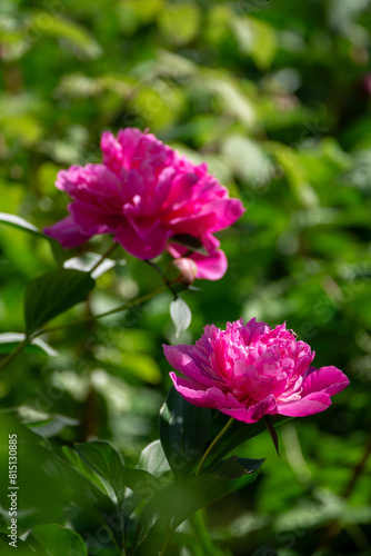 Bright pink blooming peonies in the garden. Close up. © iytokar