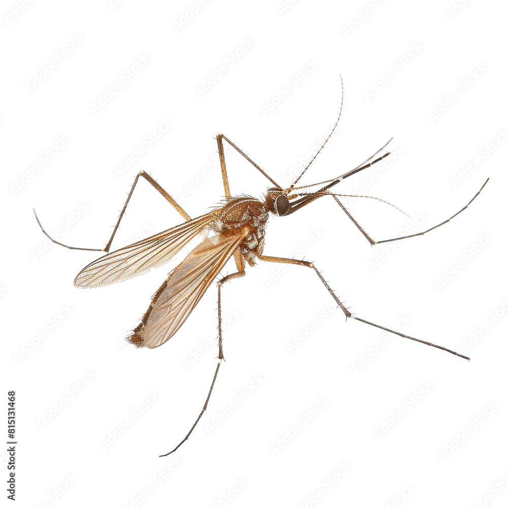 A mosquito perched still on a plain white surface, a mosquitoe isolated on transparent background A mosquito perched still on a plain white surface, a mosquitoe isolated on transparent background