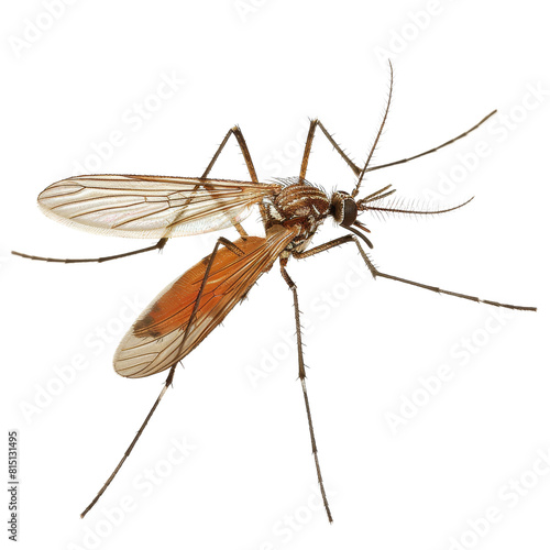 A mosquito perched on a white surface, a mosquitoe isolated on transparent background photo