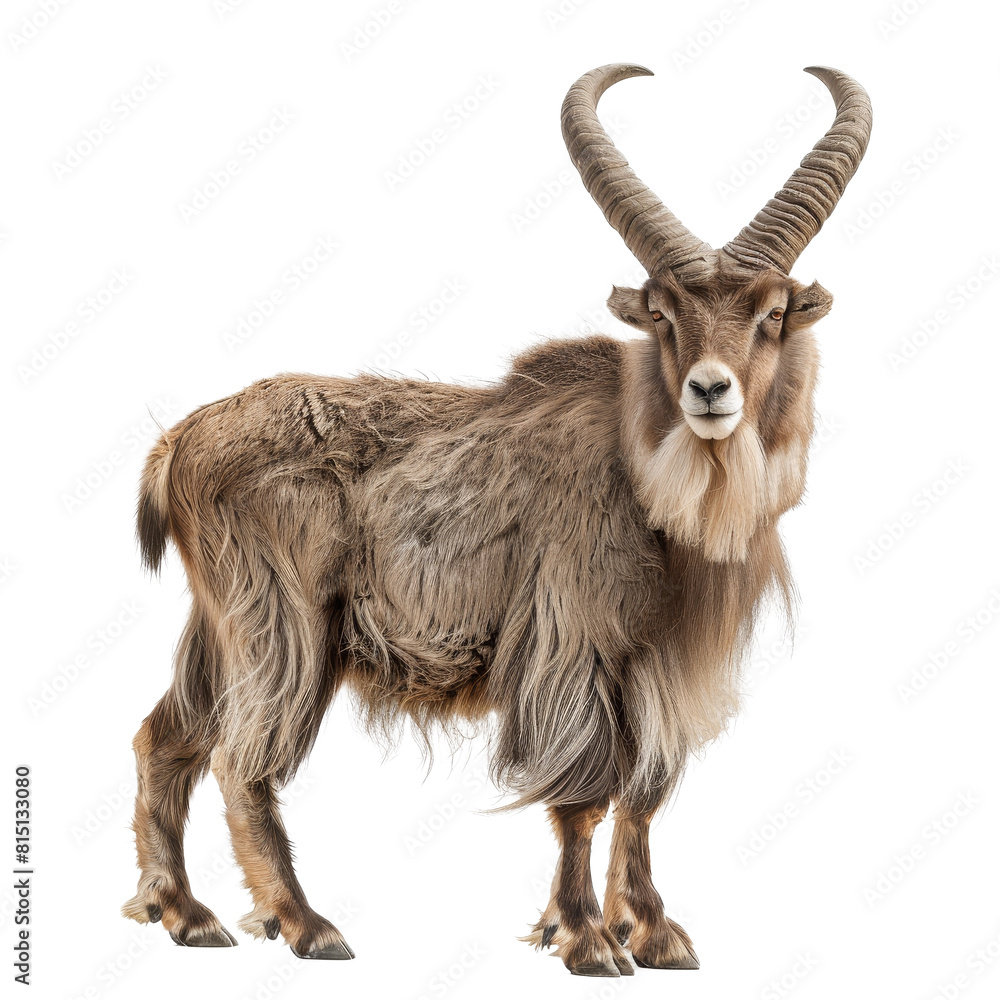 A solitary markhor with long horns standing in front of a Png background, a markhor isolated on transparent background