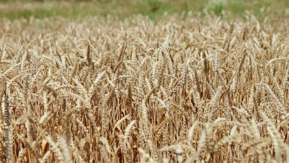 Green grass and gold ripe wheat flutter in wind Green grass and gold ripe wheat flutter in wind