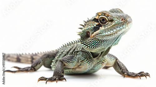 Indochinese water dragon on a white background photo