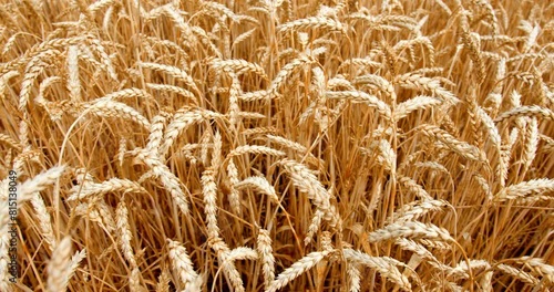 Close up video of ripe gold wheat in a field fluttering in wind
