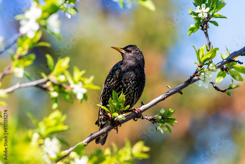 black starling bird sitting on the branches of a flowering tree in a spring sunny garden against a blue sky