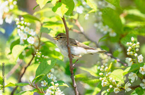 a little chiffchaff bird sits on a flowering bird cherry branch in a spring sunny garden and sings