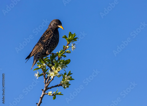 migratory bird black starling sitting on a flowering tree branch in a spring sunny garden against a blue sky