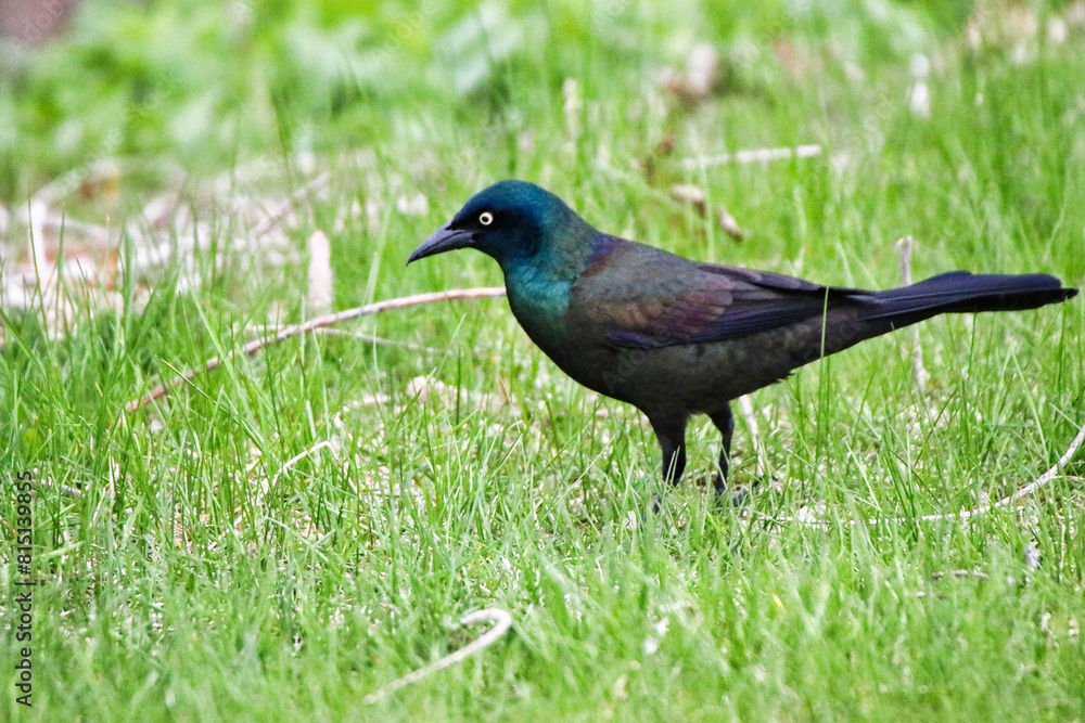 Common Grackle looking for insects in the lush green grass in early spring time, early May at the Dominion Arboretum Gardens in Ottawa,Ontario,Canada Common Grackle looking for insects in the lush green grass in early spring time, early May at the Dominion Arboretum Gardens in Ottawa,Ontario,Canada